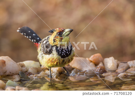 Crested Barbet in Kruger National park, South Africa 71708120