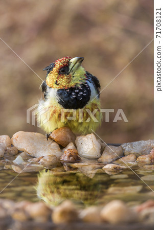 Crested Barbet in Kruger National park, South Africa 71708121