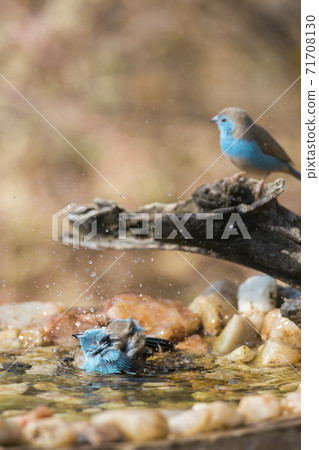 Blue breasted Cordonbleu in Kruger National park, South Africa 71708130