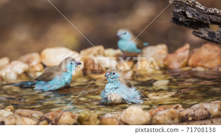 Blue breasted Cordonbleu in Kruger National park, South Africa 71708138