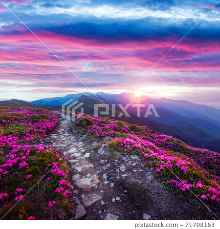 Pink rhododendron flowers in mountains 71708163