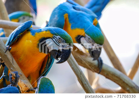 Close up haed the Blue and yellow macaw parrot bird in garden at thailand. 71708330
