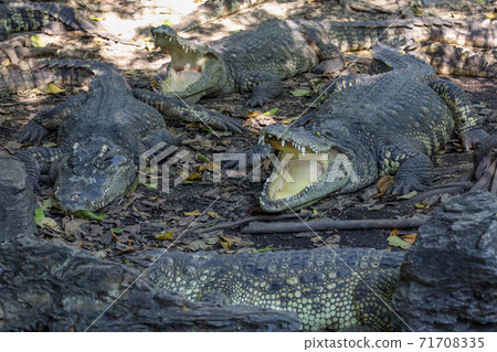 Close up crocodile rest near the river in thailand. Close up crocodile rest near the river in thailand. 71708335