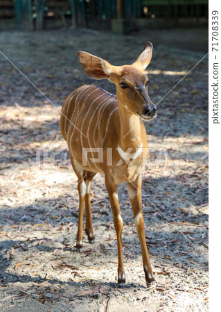 The Nyala baby is stay in garden at thailand The Nyala baby is stay in garden at thailand 71708339