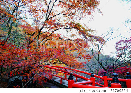 Ikaho Onsen Kawakabashi Autumn Leaves Ikaho Onsen Kawakabashi Autumn Leaves 71709254