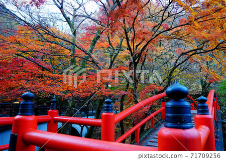 Ikaho Onsen Kawakabashi Autumn Leaves Ikaho Onsen Kawakabashi Autumn Leaves 71709256