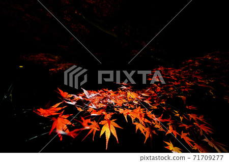 Ikaho Onsen Kawakabashi autumn leaves lit up Ikaho Onsen Kawakabashi autumn leaves lit up 71709277