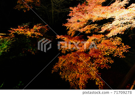 Ikaho Onsen Kawakabashi autumn leaves lit up 71709278