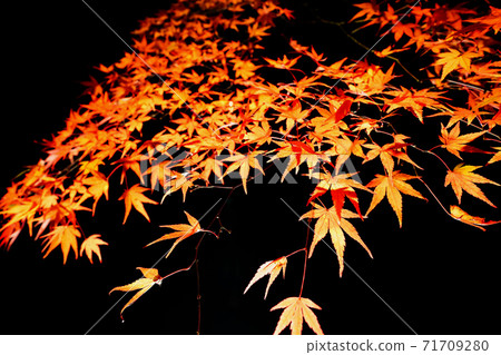 Ikaho Onsen Kawakabashi autumn leaves lit up Ikaho Onsen Kawakabashi autumn leaves lit up 71709280