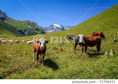 Cows in alpine pasture, Pralognan la Vanoise, French Alps 71709431