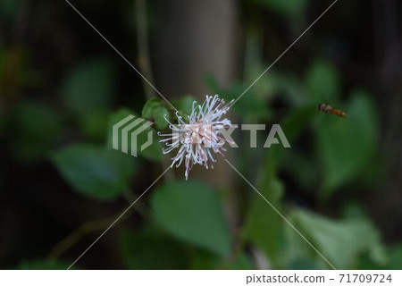 Pertya scandens (Takano broom) flowers Pertya scandens (Takano broom) flowers 71709724