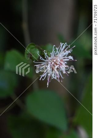 Pertya scandens (Takano broom) flowers Pertya scandens (Takano broom) flowers 71709725