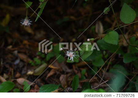 Pertya scandens (Takano broom) flowers Pertya scandens (Takano broom) flowers 71709726