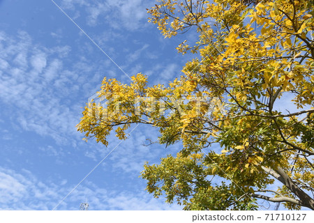 江之木的黃葉 71710127