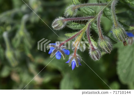 Polygi / Rurijisa(Rurijisa)花 Polygi / Rurijisa(Rurijisa)花 71710144