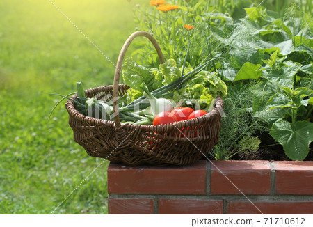 Basket with vegetables. Raised beds gardening in an urban garden growing plants herbs berries and vegetables 71710612