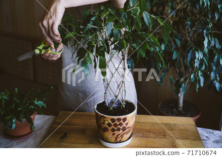 How to Weave weeping fig Plant Stem. Methods and patterns of weaving ficus Benjamina at home. Woman weaves Stems of houseplant 71710674
