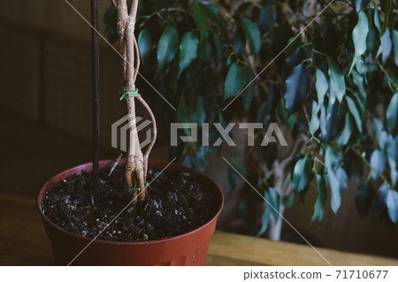 How to Weave weeping fig Plant Stem. Methods and patterns of weaving ficus Benjamina at home. Woman weaves Stems of houseplant How to Weave weeping fig Plant Stem. Methods and patterns of weaving ficus Benjamina at home. Woman weaves Stems of houseplant 71710677
