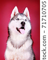 Satisfied husky on a crimson background large muzzle 71710705