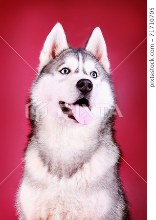 Satisfied husky on a crimson background large muzzle 71710705