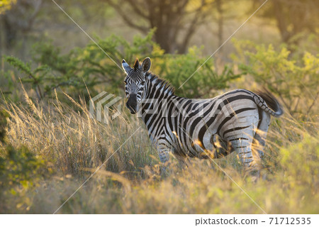 Common Zebra, South, Africa 71712535