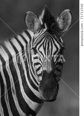 Common Zebra, South, Africa 71712548