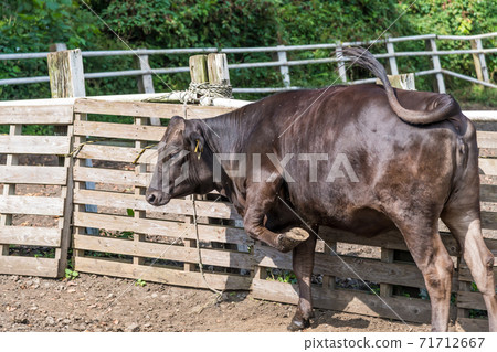 [Grazing cow] 71712667