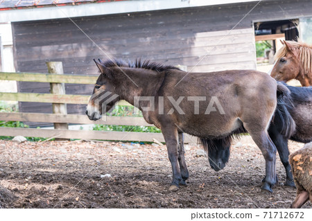 [Small grazing horse] 71712672