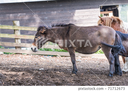 [Small grazing horse] 71712673