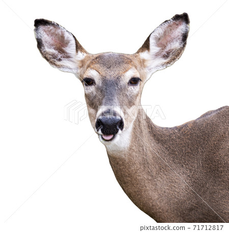 Deer facing camera for a portrait 71712817