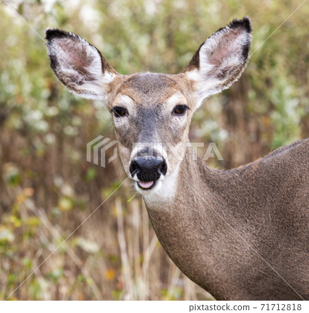 Close up of young deers head looking at camera 71712818
