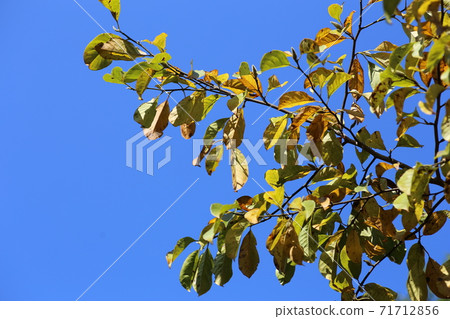 Kobusi leaves with yellow autumn leaves 71712856