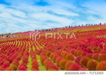 [Kokia and Cosmos overlooking Miharashinooka] 71712883