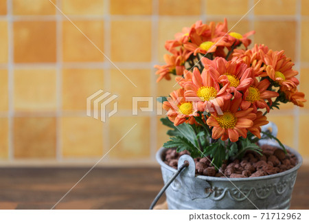 菊花插入錫罐 菊花插入錫罐 71712962