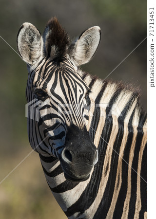 Common Zebra, South, Africa 71713451