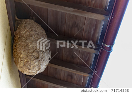 The horse's eaves under the eaves The horse's eaves under the eaves 71714368