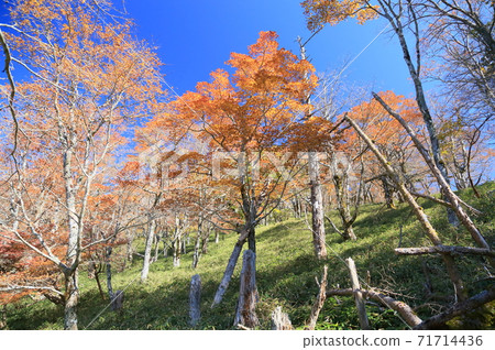 Shining golden maple Shining golden maple 71714436