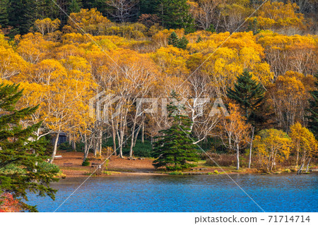《Nagano Prefecture》 Autumn leaves Onumaike / Shiga Kogen 《Nagano Prefecture》 Autumn leaves Onumaike / Shiga Kogen 71714714