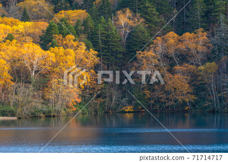 《Nagano Prefecture》 Autumn leaves Onumaike / Shiga Kogen 《Nagano Prefecture》 Autumn leaves Onumaike / Shiga Kogen 71714717