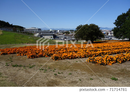 Marigold Hill Park Marigold Hill Park 71714781