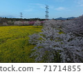 Aerial view of Senbonzakura in Maebashi City, Gunma Prefecture 71714855