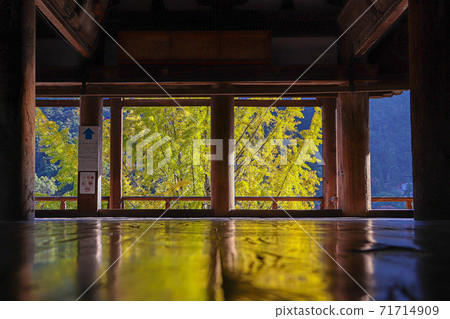 銀杏倒在地板上 銀杏倒在地板上 71714909