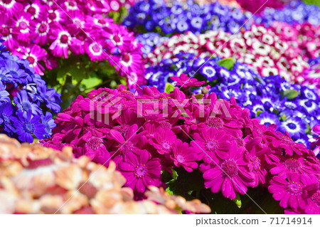 布查特花園花田 布查特花園花田 71714914