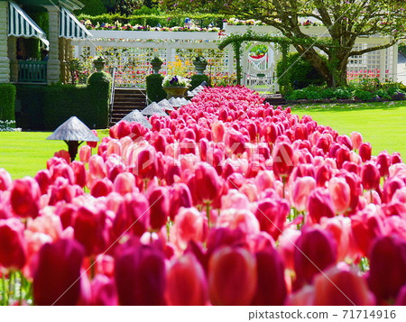Butchart Gardens Tulips 71714916