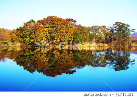 大沼公園的秋葉黃葉北海道 71715121