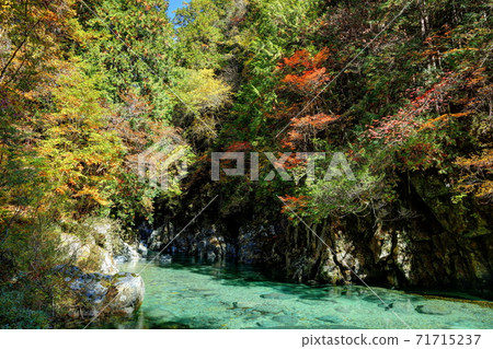 Autumn leaves of the Aji valley 71715237