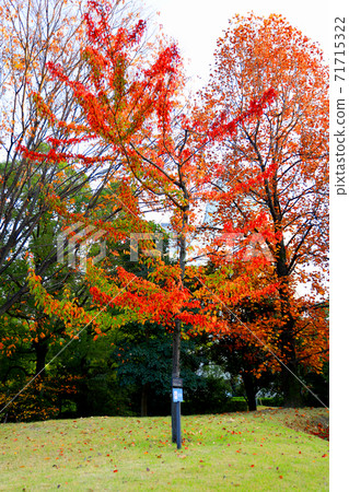 愛知縣名古屋市西區的鳥武森林和秋葉紅磚，秋葉，城市景觀[11月] 71715322