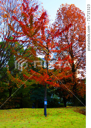 Noritake Garden and Autumn Leaves in Nishi-ku, Nagoya City, Aichi Prefecture, Red Brick Warehouse, Autumn Leaves, Cityscape [November] 71715323