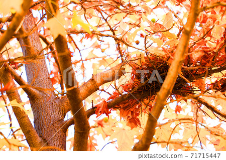 愛知縣名古屋市西區的鳥武森林和秋葉紅磚，秋葉，城市景觀[11月] 71715447
