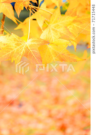 Noritake Garden and Autumn Leaves in Nishi-ku, Nagoya City, Aichi Prefecture, Red Brick Warehouse, Autumn Leaves, Cityscape [November] 71715448